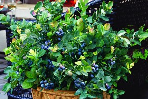 Peach Sorbet Blueberry